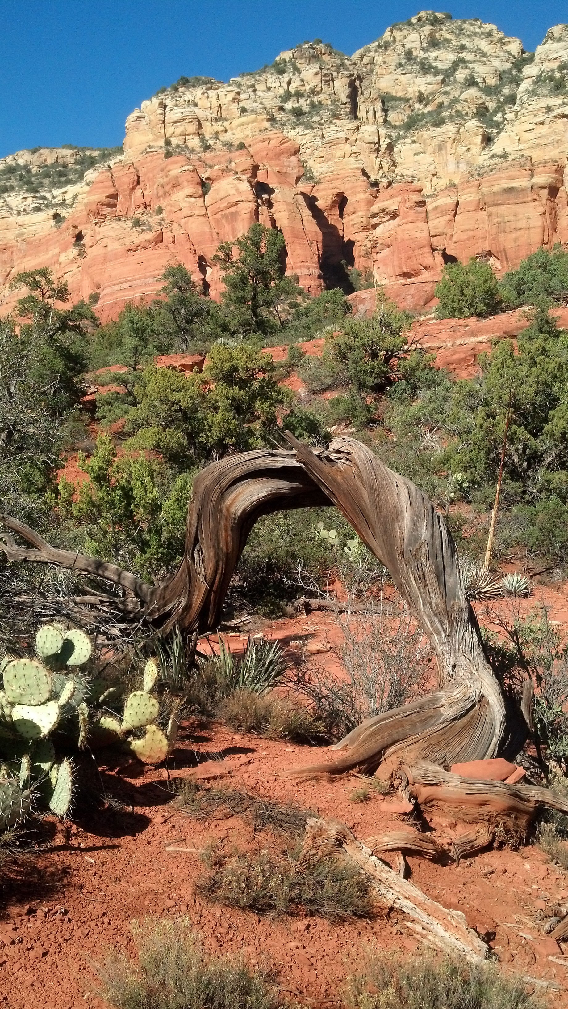 Natural Arch Made of a Once Beautiful Juniper Tree